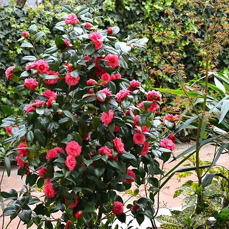 B&B Leonardo-2
